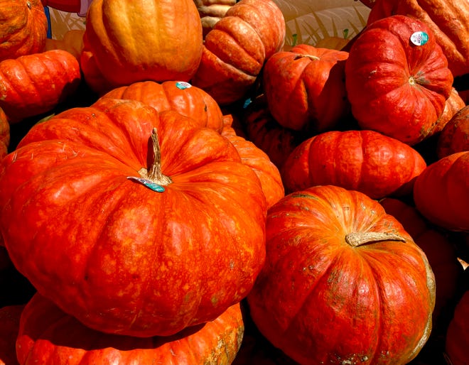 Pumpkins appeared in front of Abilene stores this week as summer winds to an end and fall begins Thursday.