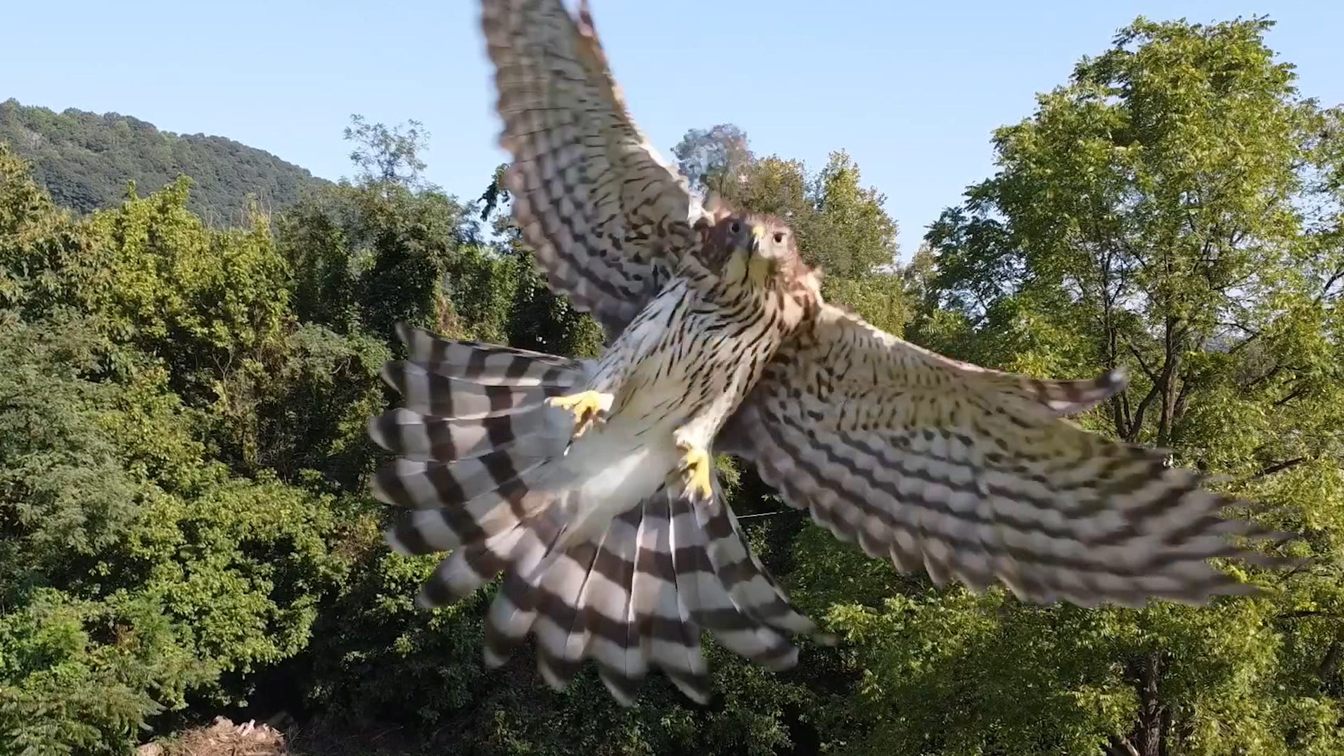 drone by striking hawk in West Virginia