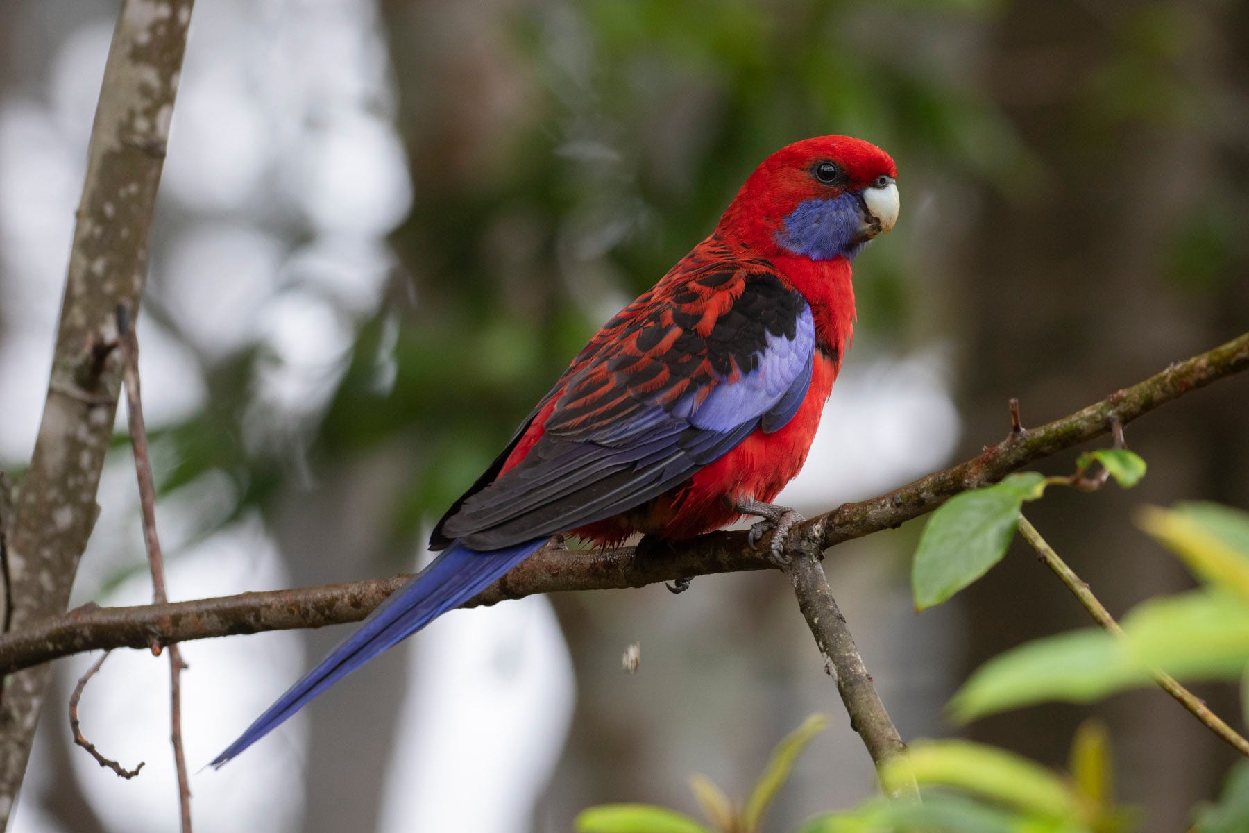How many kinds of parrots are there? | ECOVIEWS