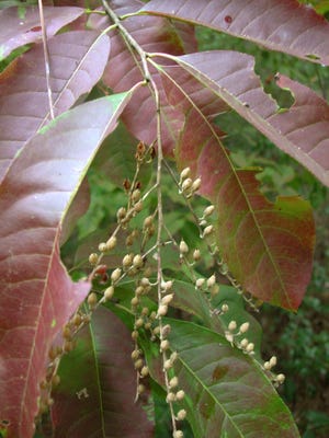 Sourwood or Lily of the Valley tree, is a small tree, usually no more than about 30 feet tall and the leaves turn a brilliant red in the fall.