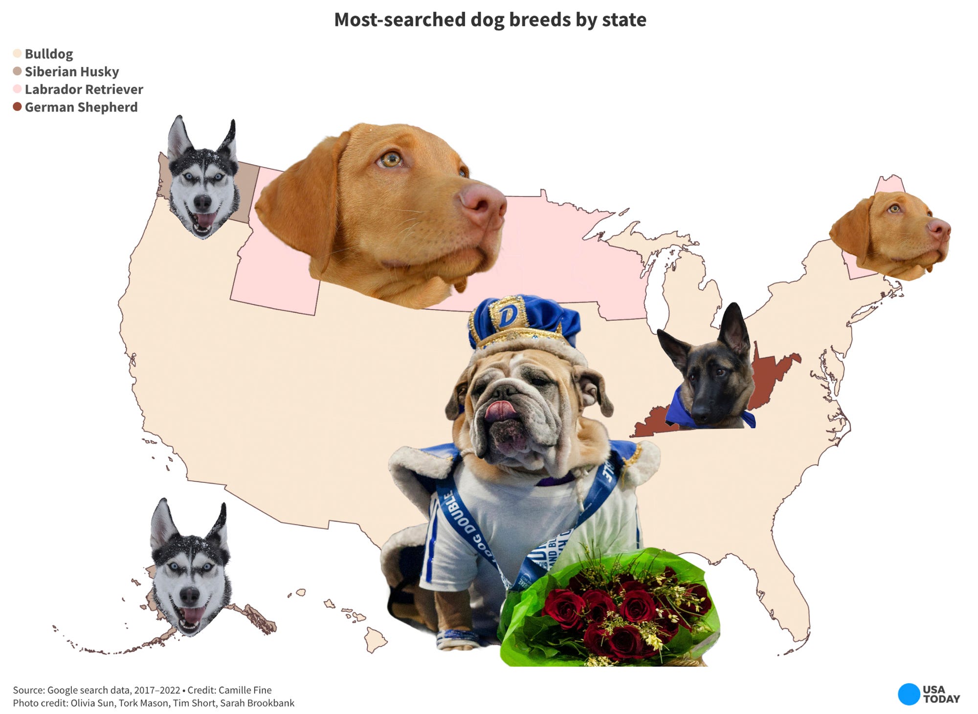 What Is The Most Popular Breed In Each State? Here's What Google Shows