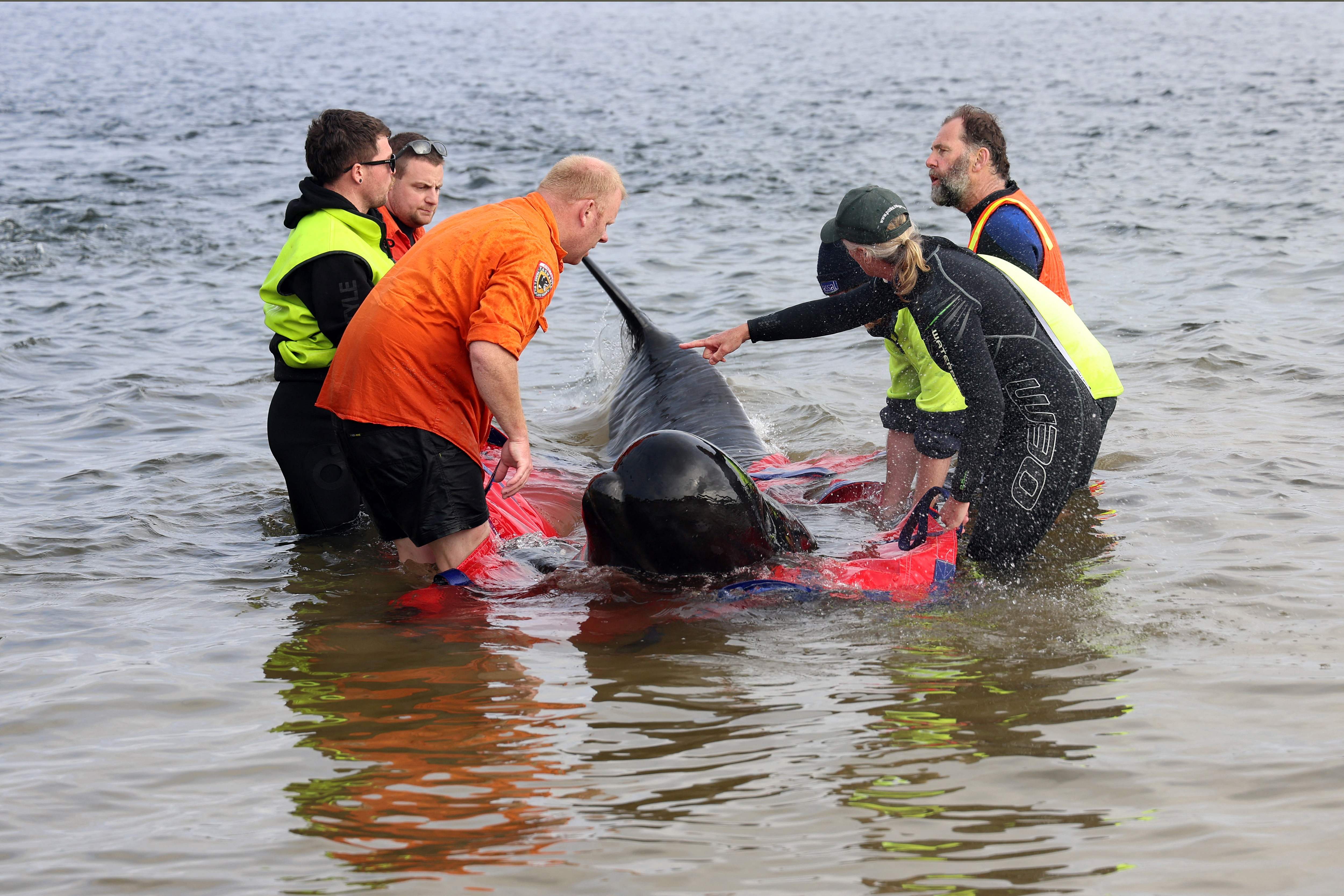 Tasmania rescuers try to help stranded whales