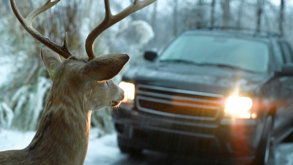 Deer in headlights.