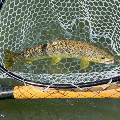 A brown trout caught on a guided float trip on the