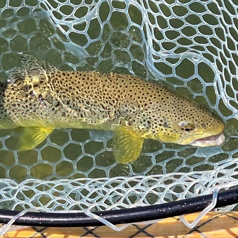 A brown trout caught on a guided float trip on the