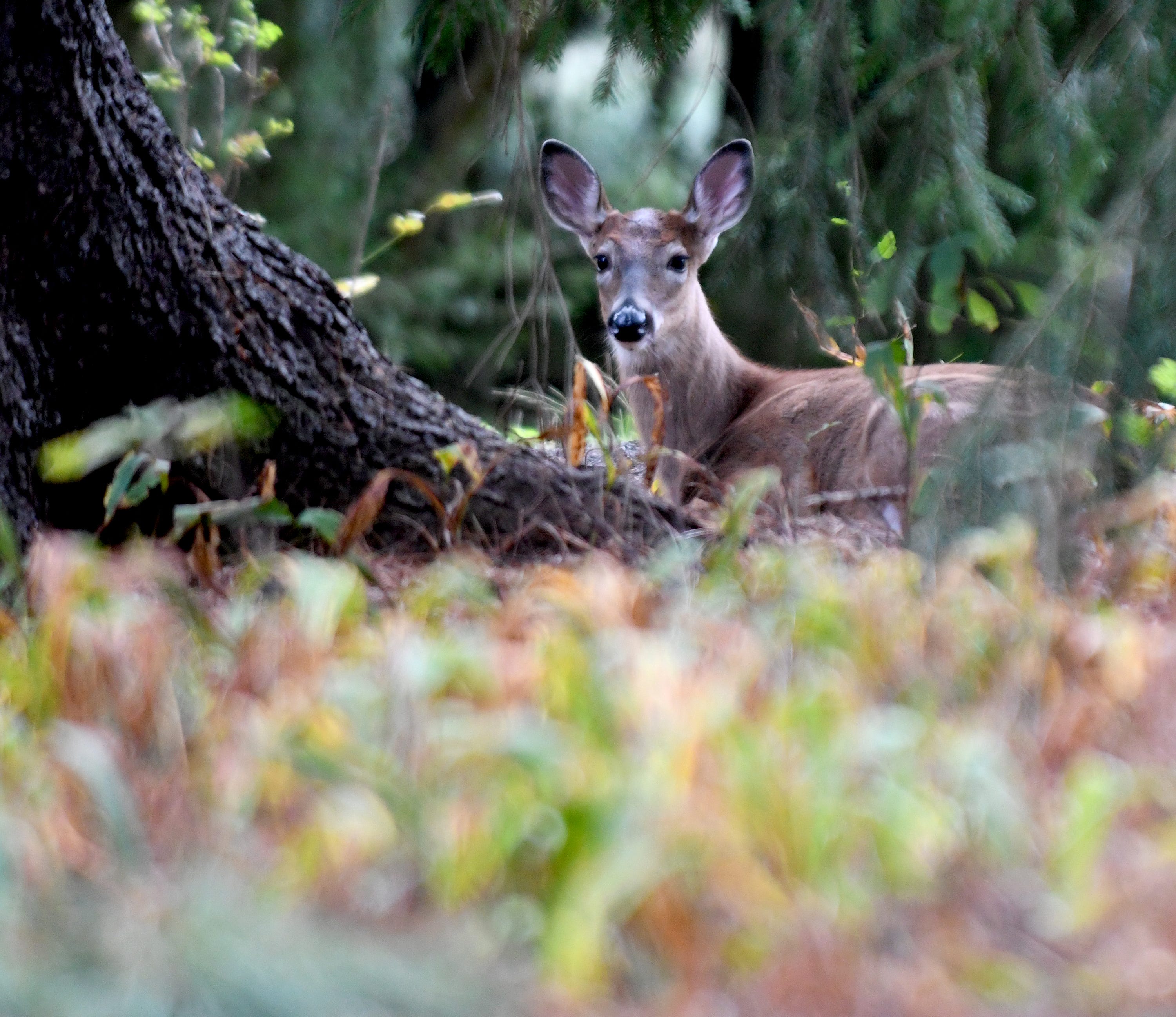 How many deer did hunters get on the first day of Ohio's gun season?