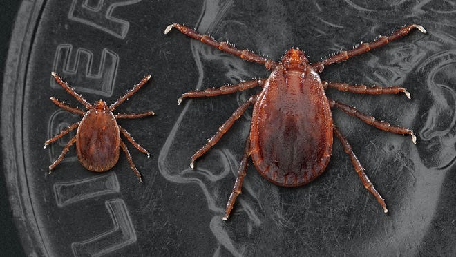 The Longhorned tick causes the loss of millions of dollars in agricultural revenue to cattle producers worldwide, and it is now in northern Missouri.
