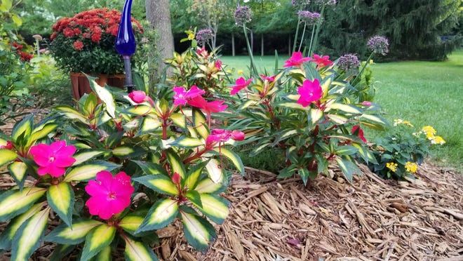 Sunpatiens are a hybrid type of impatiens which thrive in full-sun locations.