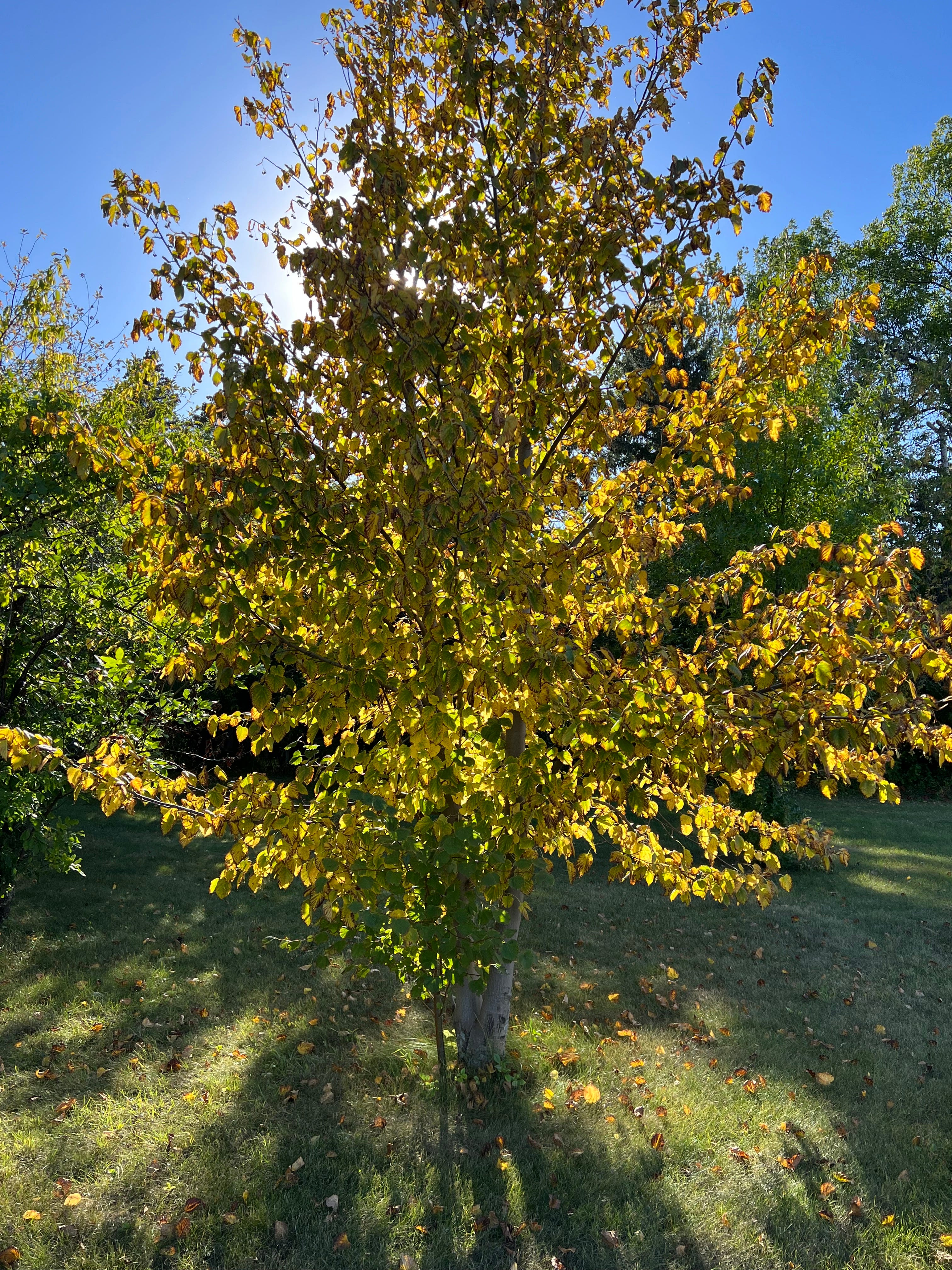 The looming fall season brings falling leaves by the branch.