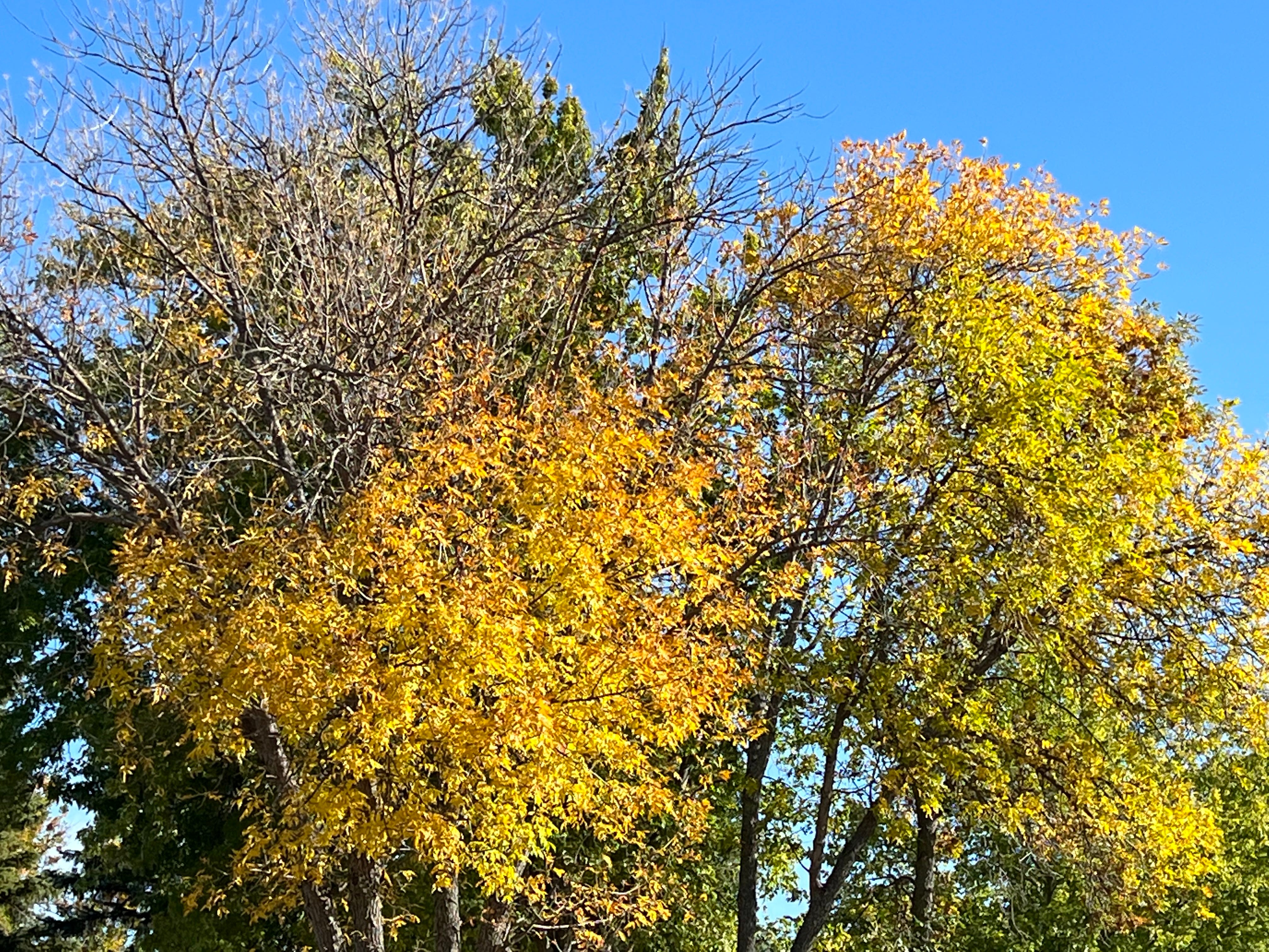 The looming fall season brings falling leaves by the branch.