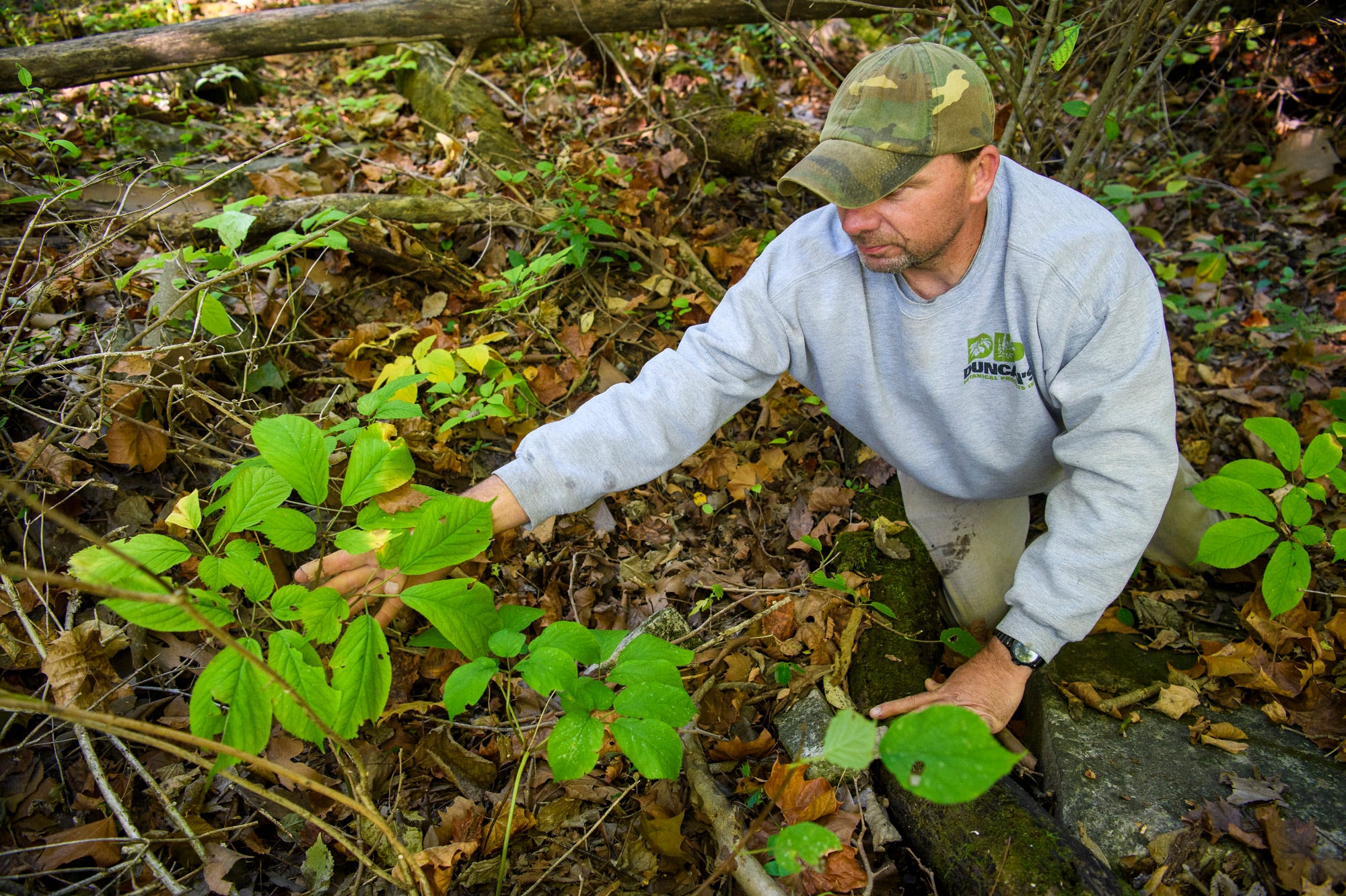 Ginseng Indiana Hoosiers on the hunt for the plant this season