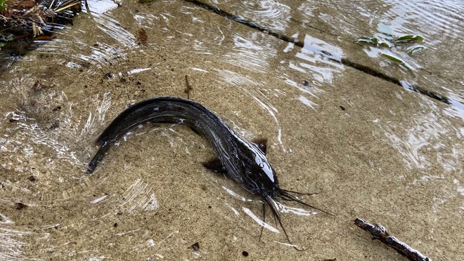 ‘Walking catfish’ found Florida yards, driveways ‘Walking catfish’ found Florida yards, driveways