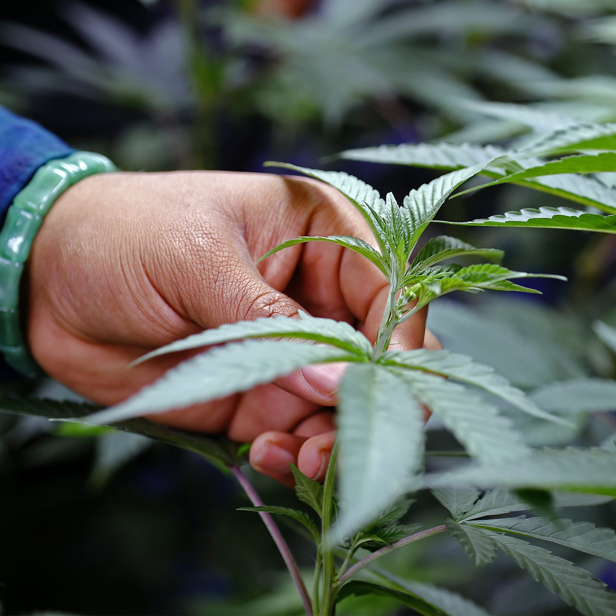 8th Wonder Cannabis Co., a research-based, craft-cannabis business founded in Ithaca. September 26, 2022.