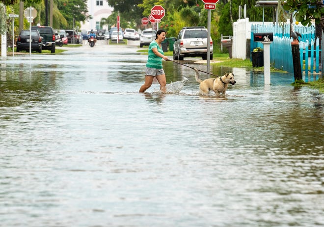 A dog walks through floodwaters during high tide on September 27, 2022, in Key West, Fla., as the first bands of rain associated with Hurricane Ian pass on the west side of the island chain.