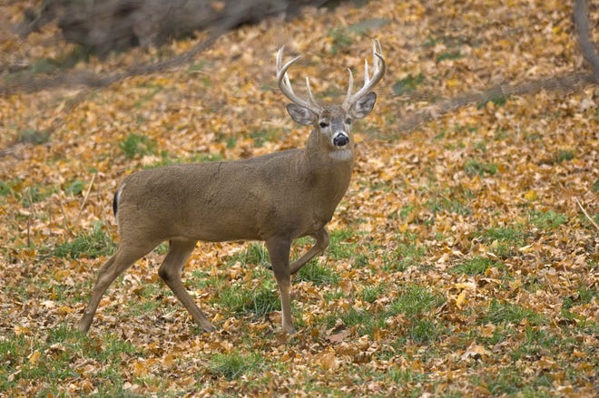 A whitetail deer buck is seen in Michigan.