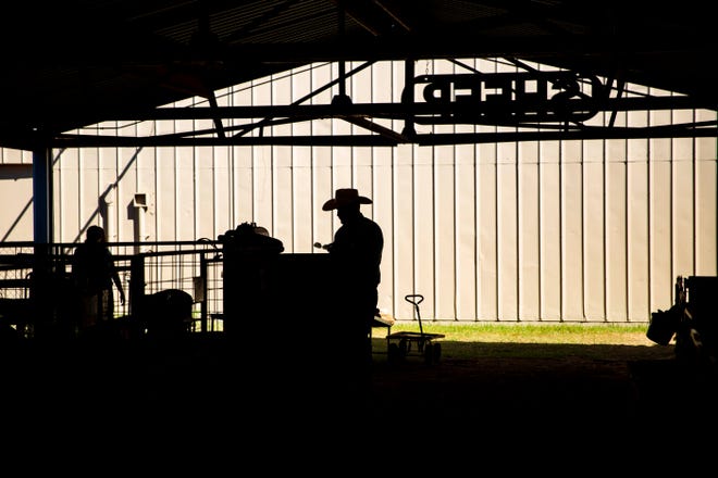 Los competidores de 4H preparan su ganado en la Feria Estatal del Sur de Nuevo México el miércoles 28 de septiembre de 2022.