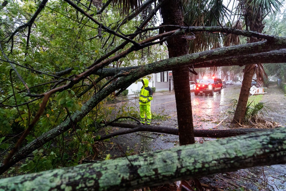 A firefighter examines a large tree across the street while feeling the effects of Hurricane Ian on Friday, September 30, 2022 in Charleston, SC