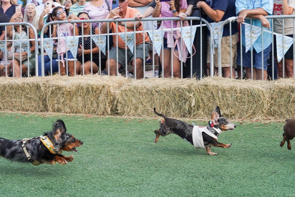 The City of Port St. Lucie held the third annual Wiener Dog Race as part of its annual Oktoberfest celebration on Saturday, October 1, 2022, at the MIDFLORIDA Credit Union Event Center in Port St. Lucie.