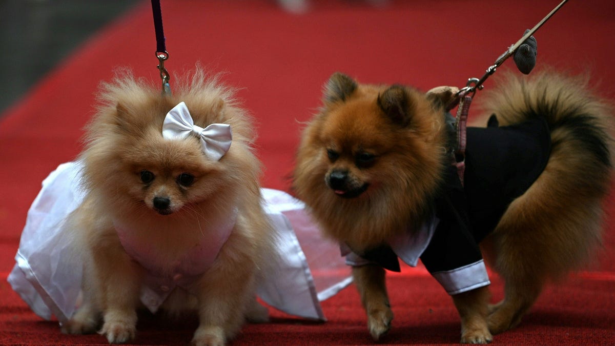 See dogs, cats, snakes and hedgehogs celebrated for World Animal Day