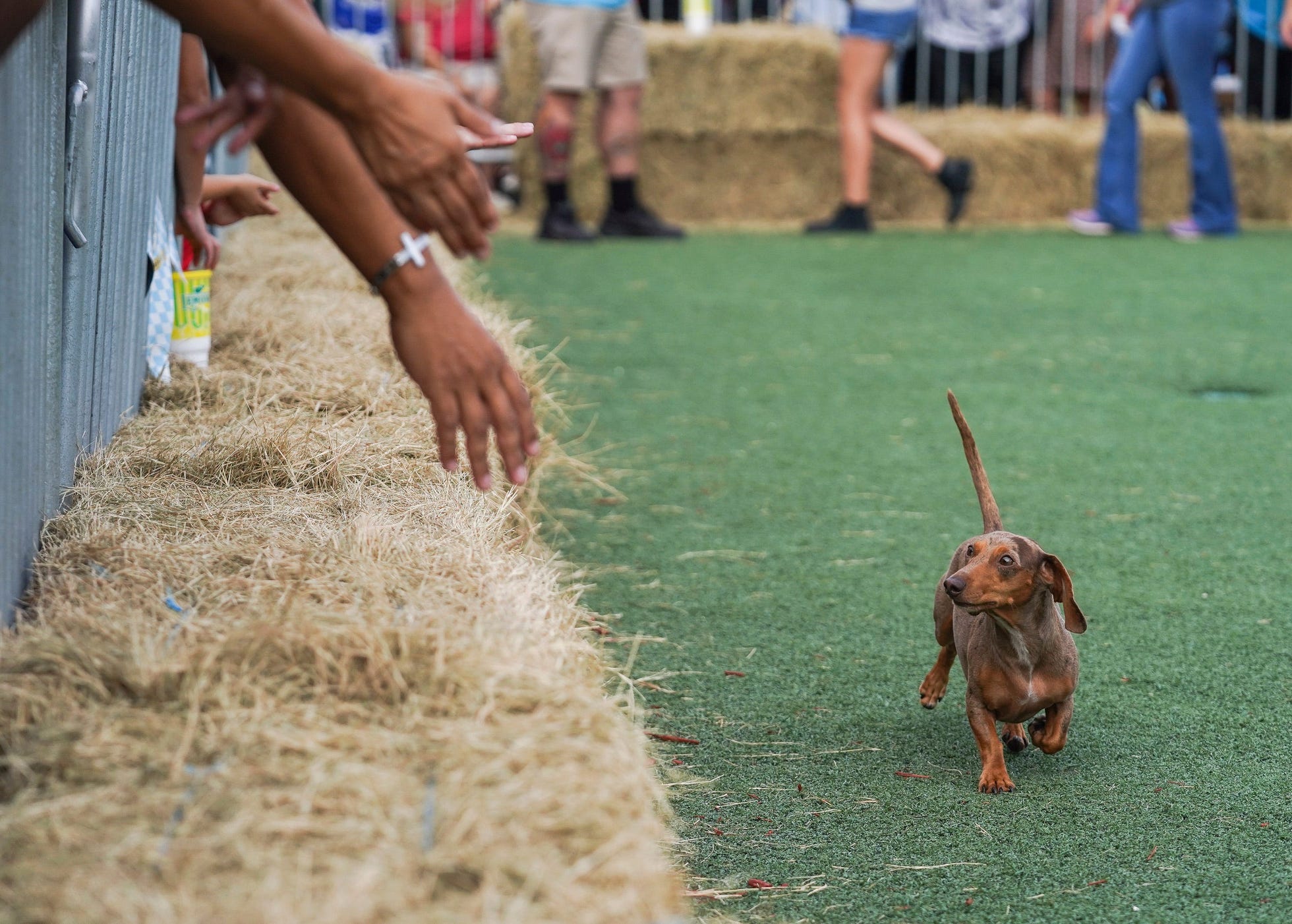 See wiener dogs soar to new heights in annual race at Florida festival