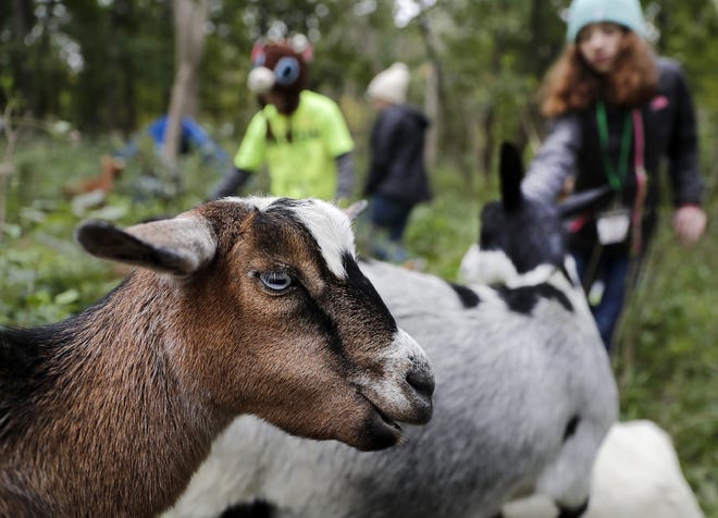 A goat from Mulberry Lane Farm, at Kaukauna's 1000 Islands Environmental Center on Sept. 27, 2022, in Kaukauna, Wis. The nature center is using goats to help with invasive species control.