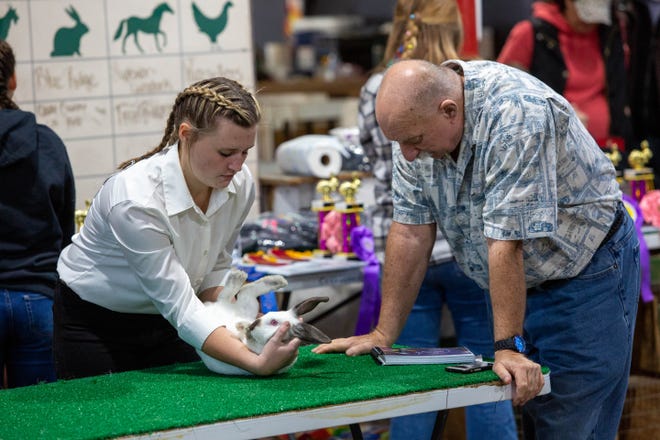 Judge John Borsick observes a rabbit during the annual show at the Junior Fair, part of the Coshocton County Fair. Borsick said youth learn a lot from raising rabbits like responsibility and a sense of ownership for their hard work.