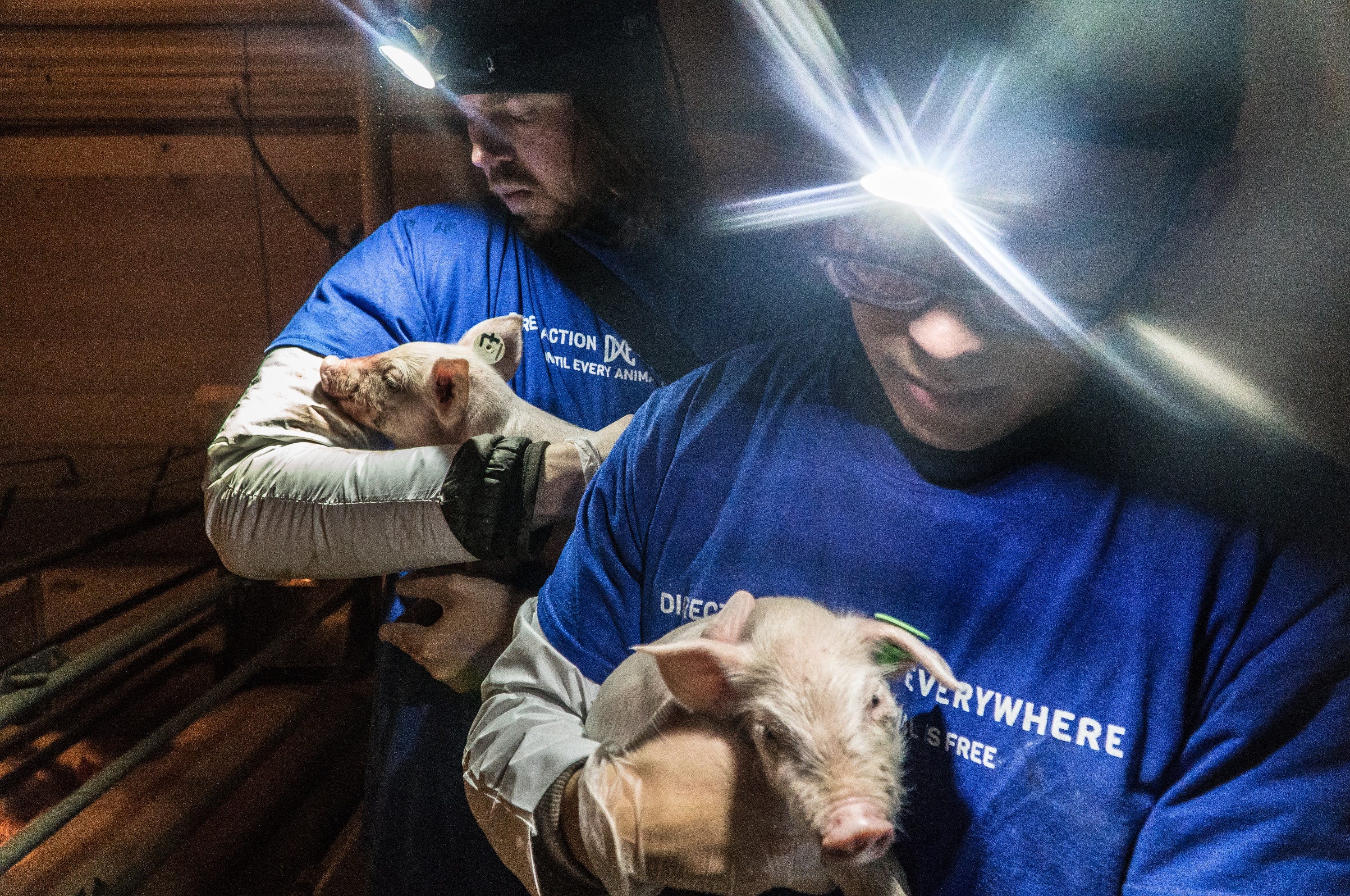 DxE animal rights activists set for Utah trial over pig farm 'rescue' DxE animal rights activists set for Utah trial over pig farm 'rescue'