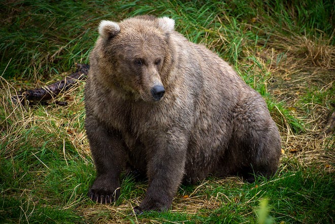 Bear 128 Grazer at Katmai National Park on Sept. 12, 2021.