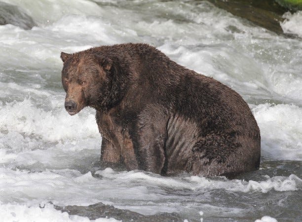 Bear 747 at Katmai National Park on Sept. 2, 2021.