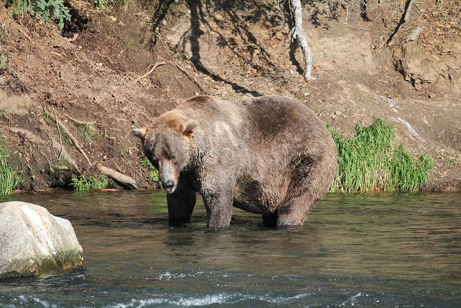 Bear 480 at Katmai National Park on Sept. 16, 2021.