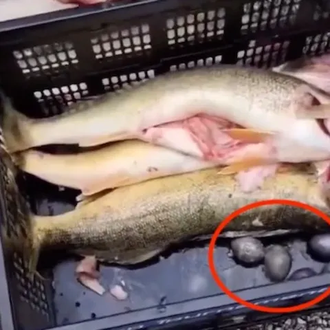 This is a screengrab from video of weights pulled 