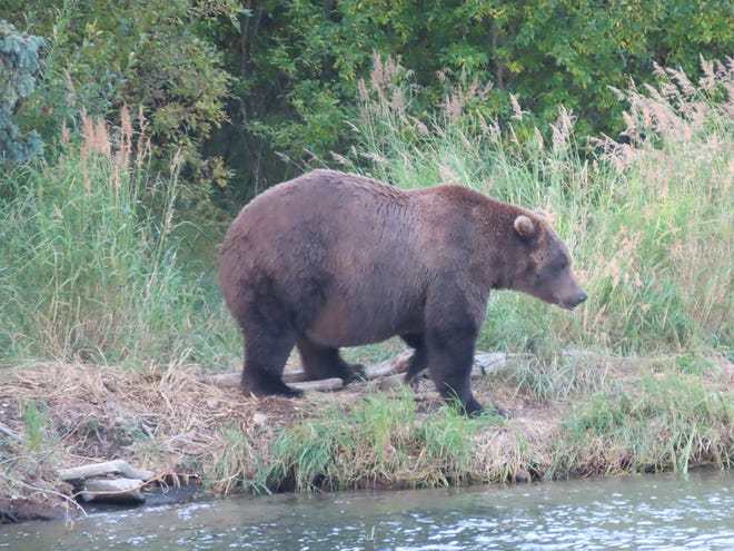 Bear 402 at Katmai National Park on Sept. 19, 2021.