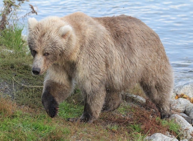 Bear 131 at Katmai National Park on Sept. 16, 2021.