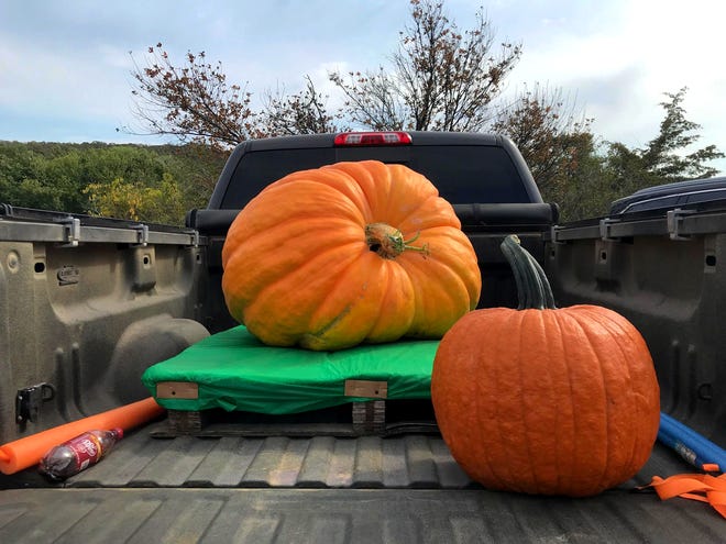 An Atlantic Giant and common pumpkin lay in a truck bed. Gardeners take great care to carefully transport their oversized vegetables.