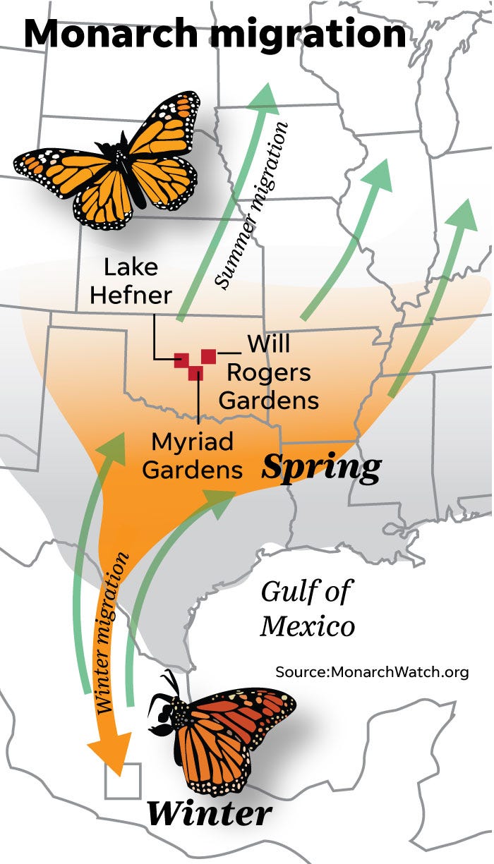Monarch Butterfly Migration Map - F63b8b94 77c7 46b9 B6c1 Fcbfa5adf591 Monarch Migration2 