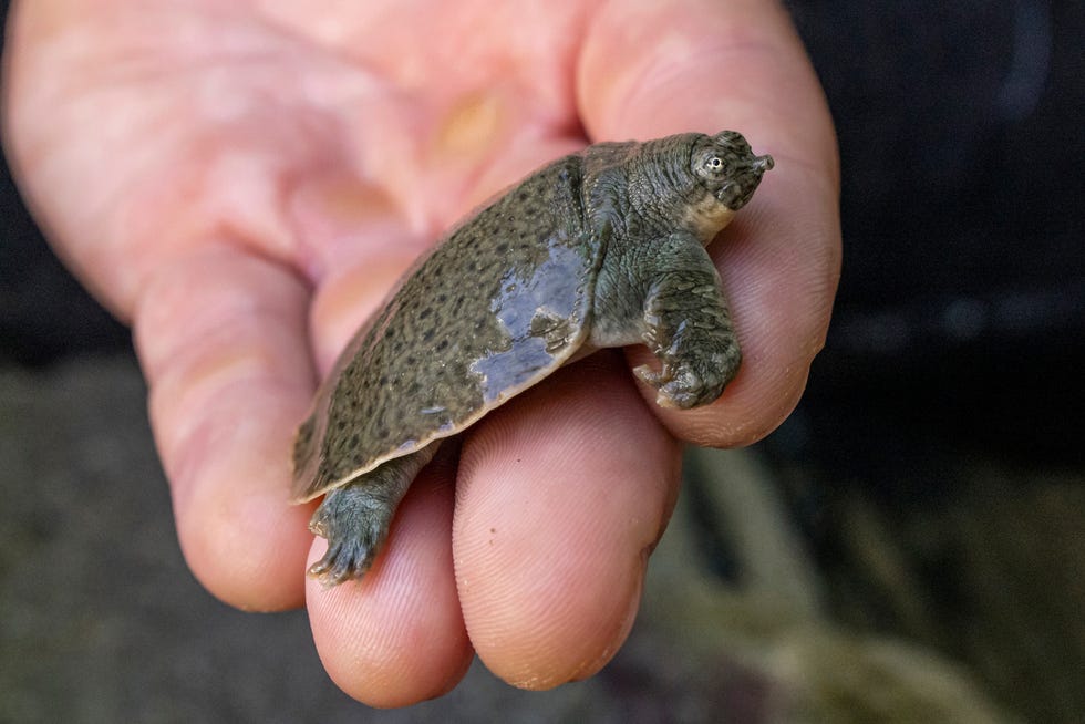 This Aug. 16, 2022, photo provided by San Diego Wildlife Alliance, shows an Indian narrow-headed softshell turtle at the San Diego Zoo. The rare and endangered turtle species has finally bred at the zoo, as officials announced on Monday, Oct. 3, 2022, the arrival of 41 tiny Indian narrow-headed softshell turtle hatchlings.