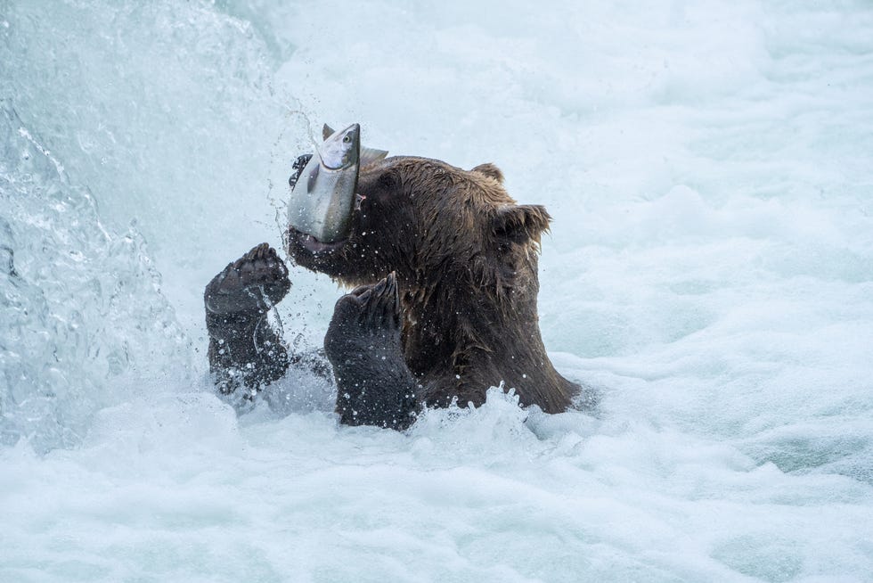 Bear 164 hunts fish in Katmai National Park and Preserve in Alaska.