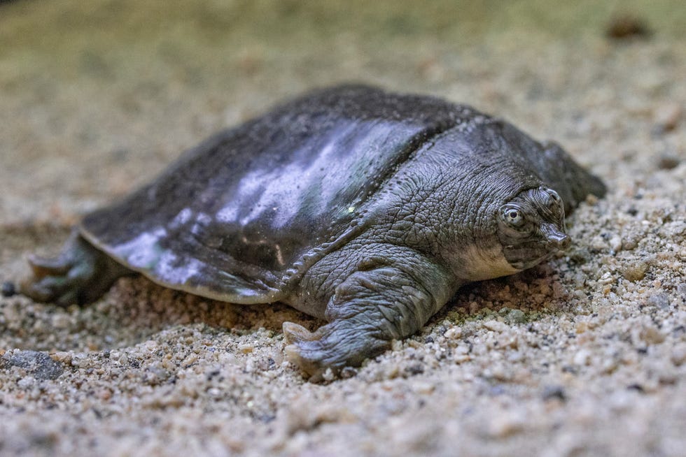 This Aug. 16, 2022, photo provided by San Diego Wildlife Alliance, shows an Indian narrow-headed softshell turtle at the San Diego Zoo.
