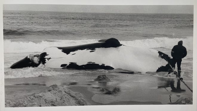 In 1983, a right whale calf, pictured, washed ashore on Island Beach State Park after having its tail severed from a ship wreck.