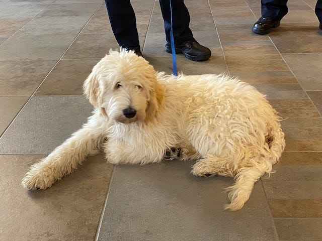 Fake Service Dog Ids Prompt New Law