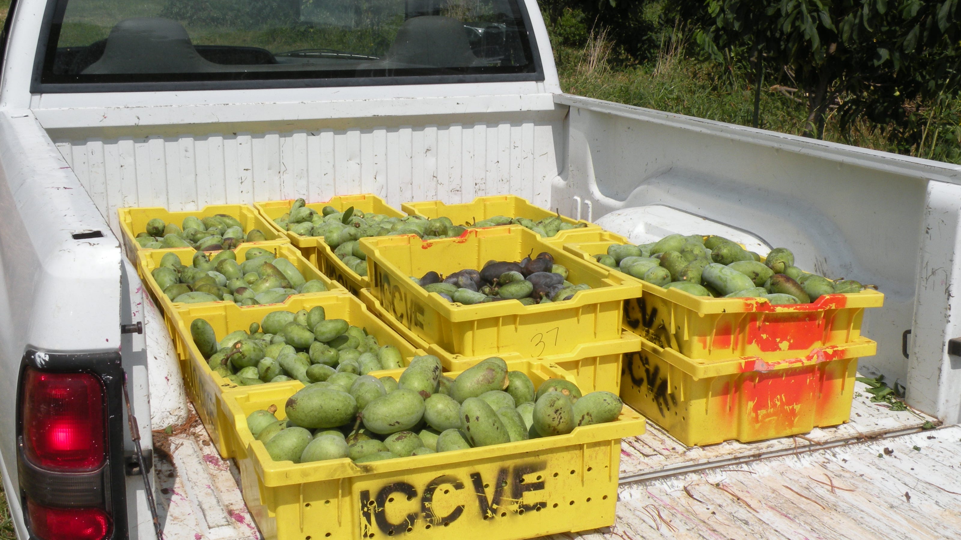 Missouri researchers, hobbyists learn how to breed, preserve pawpaws - News-Leader