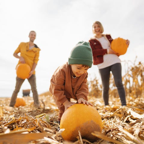 Photo of a young family picking pumpkins on a love