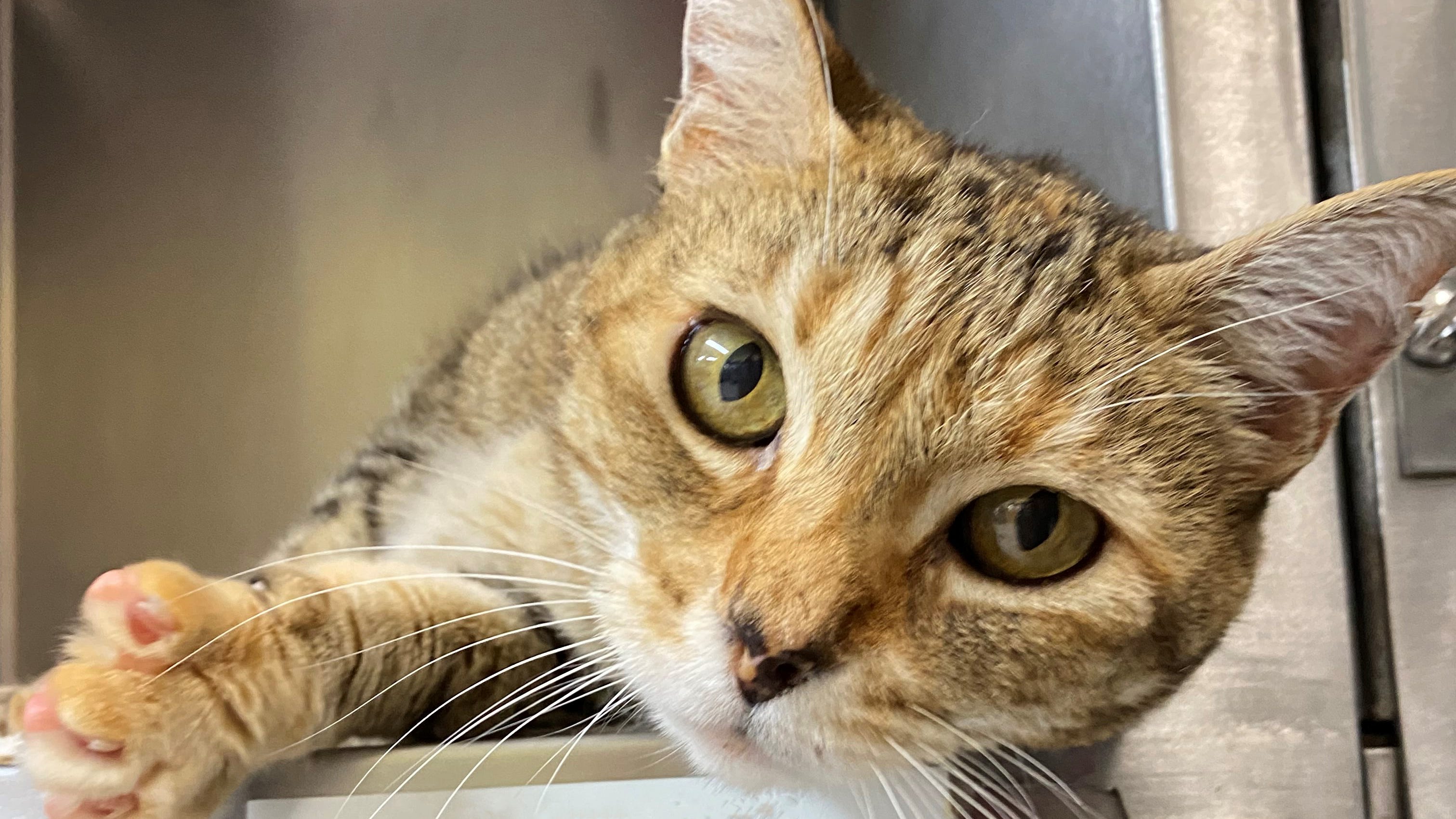 Harriet went missing nine years ago in California. She was found on Sept. 19 in Idaho and taken to a shelter, where she was scanned for a microchip. The shelter was able to contact her owner, Susan Moore.