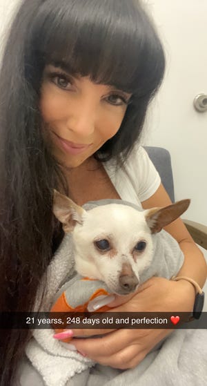 Gisela Shore holds TobyKeith, a 21-year-old chihuahua in Greenacres, Florida, who once held the title of the world's oldest dog and may again.