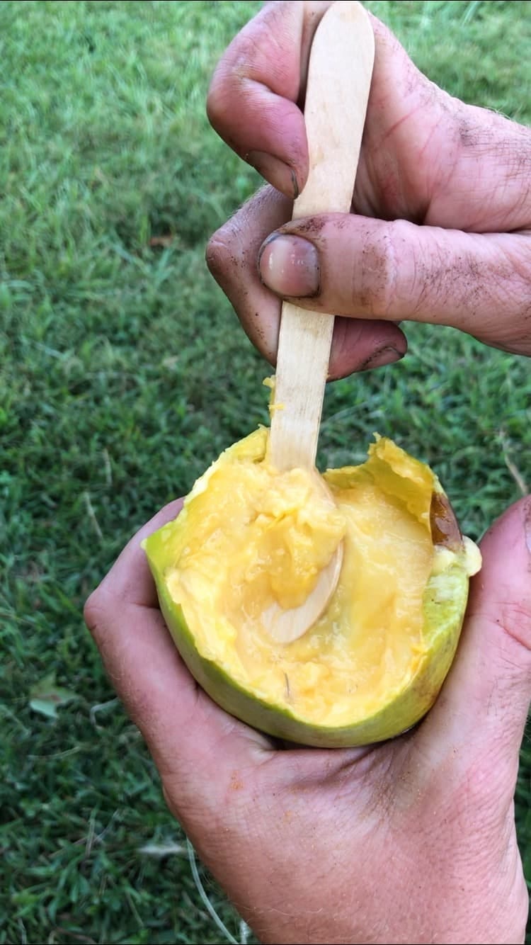 Pawpaw obscure but beloved native fruit
