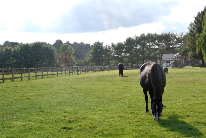 Les chevaux se promènent librement au Lesley Luckhardt Animal Sanctuary au Bluemont Sanctuary à Colts Neck, New Jersey, le mardi 20 septembre 2022.