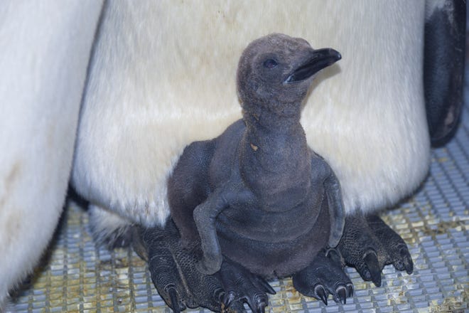 Cewek penguin baru di Kebun Binatang Detroit dengan akar Cincinnati