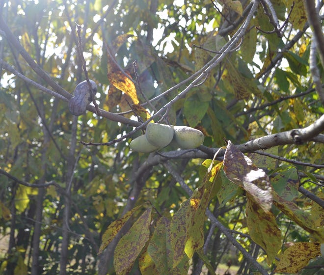Pawpaws ripening on a tree.