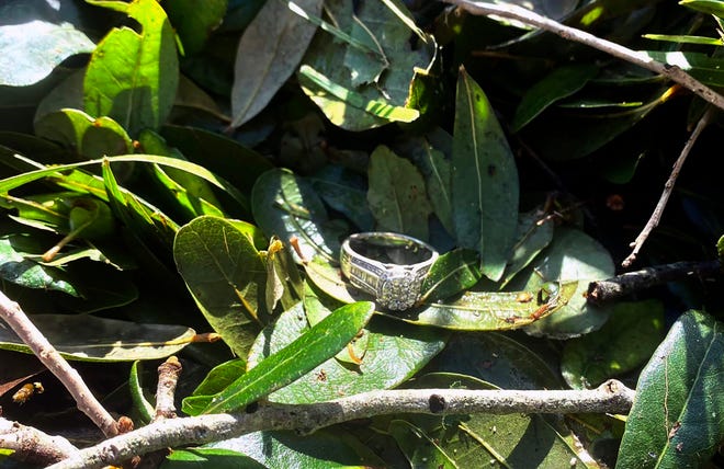 This undated photo provided by Ashley Garner shows Garner's missing wedding ring lying in a brush pile after Hurricane Ian passed through the area, in Fort Myers, Florida (Ashley Garner via AP)