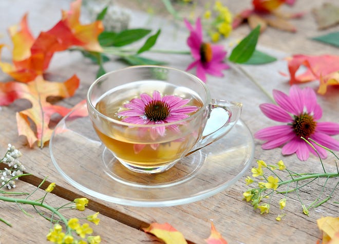 Echinacea elixir tea.